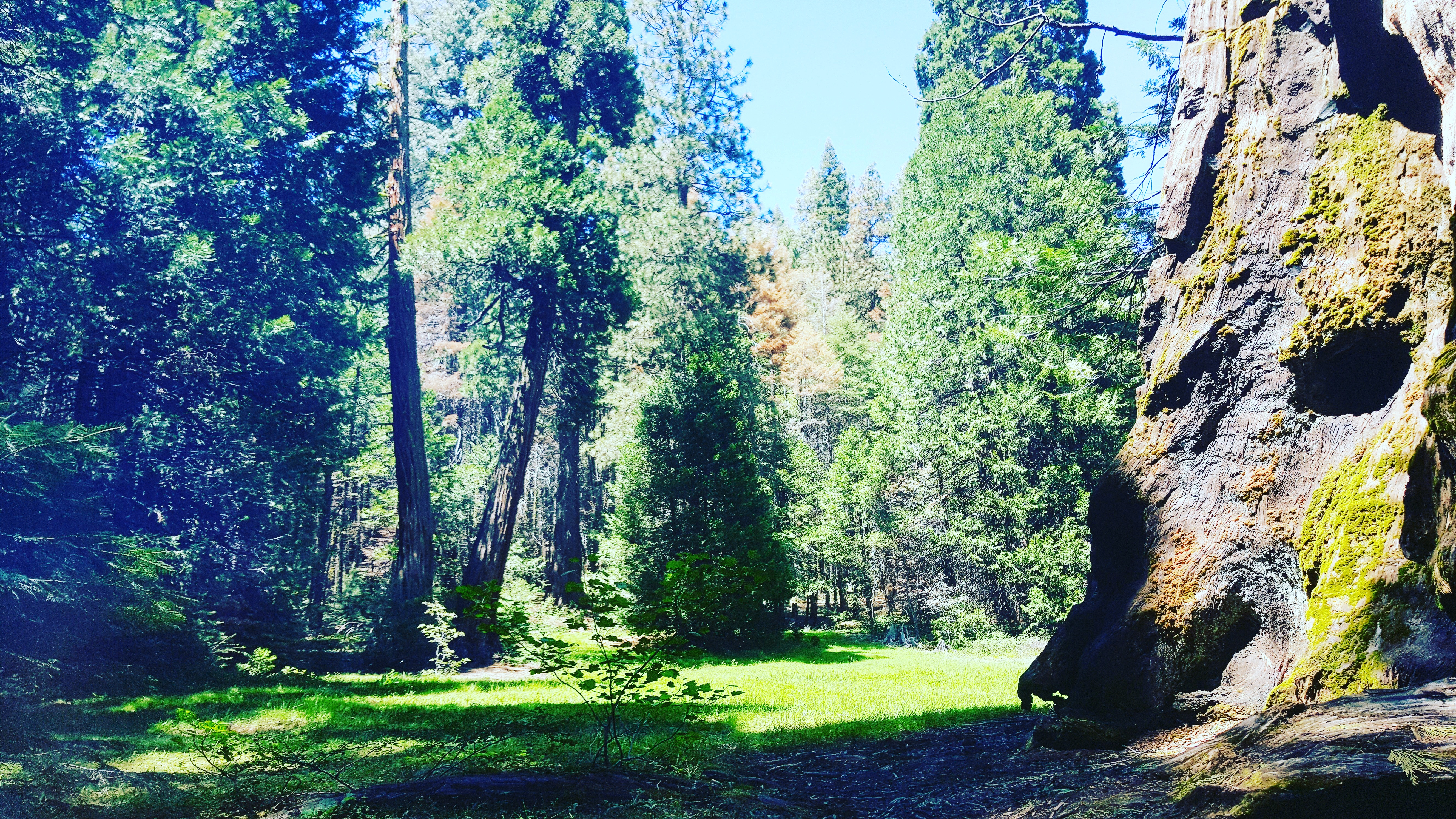 Nedler Grove Campground Meadow