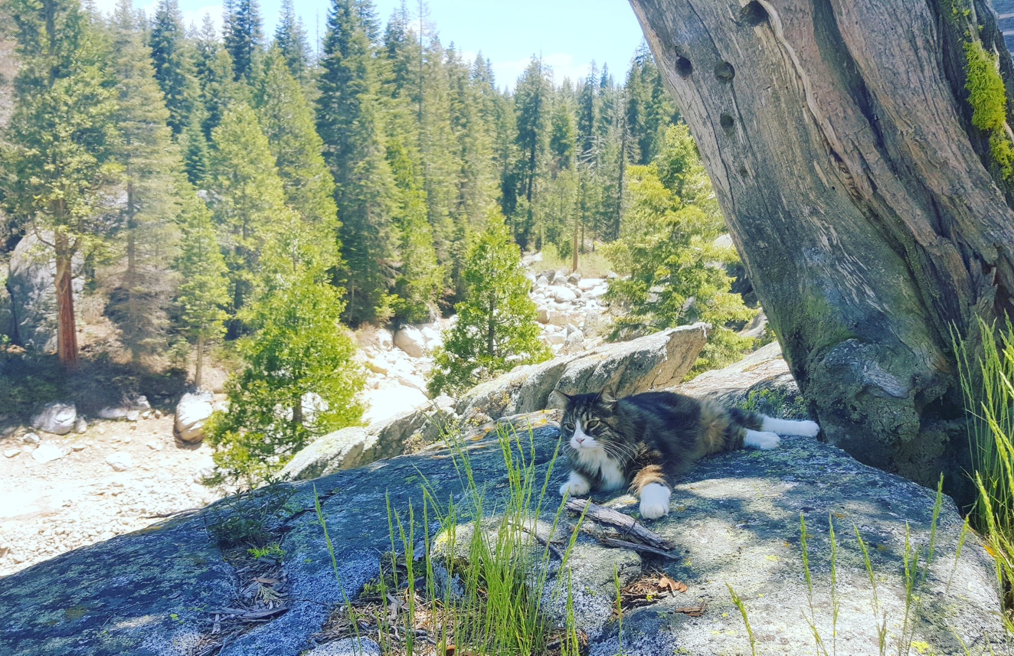 Briar Kitty Sierra Life