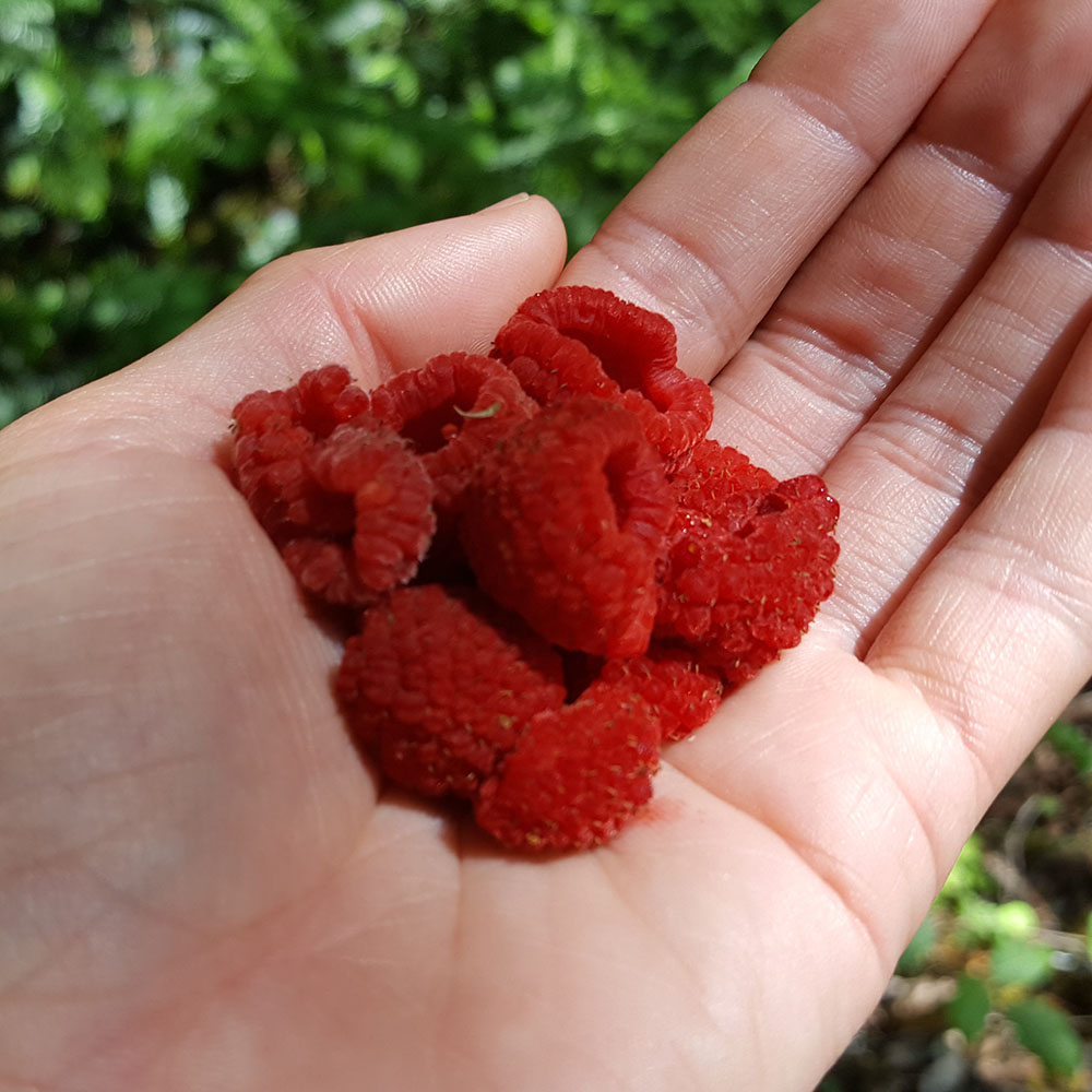 Thimbleberry Rubus parviflorus Wild Red Rasberry