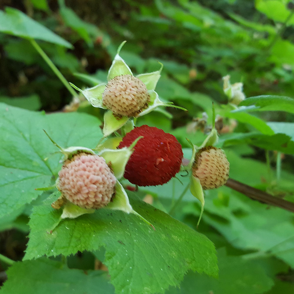 Thimbleberries - Rubus parviflorus Wild Red Rasberry